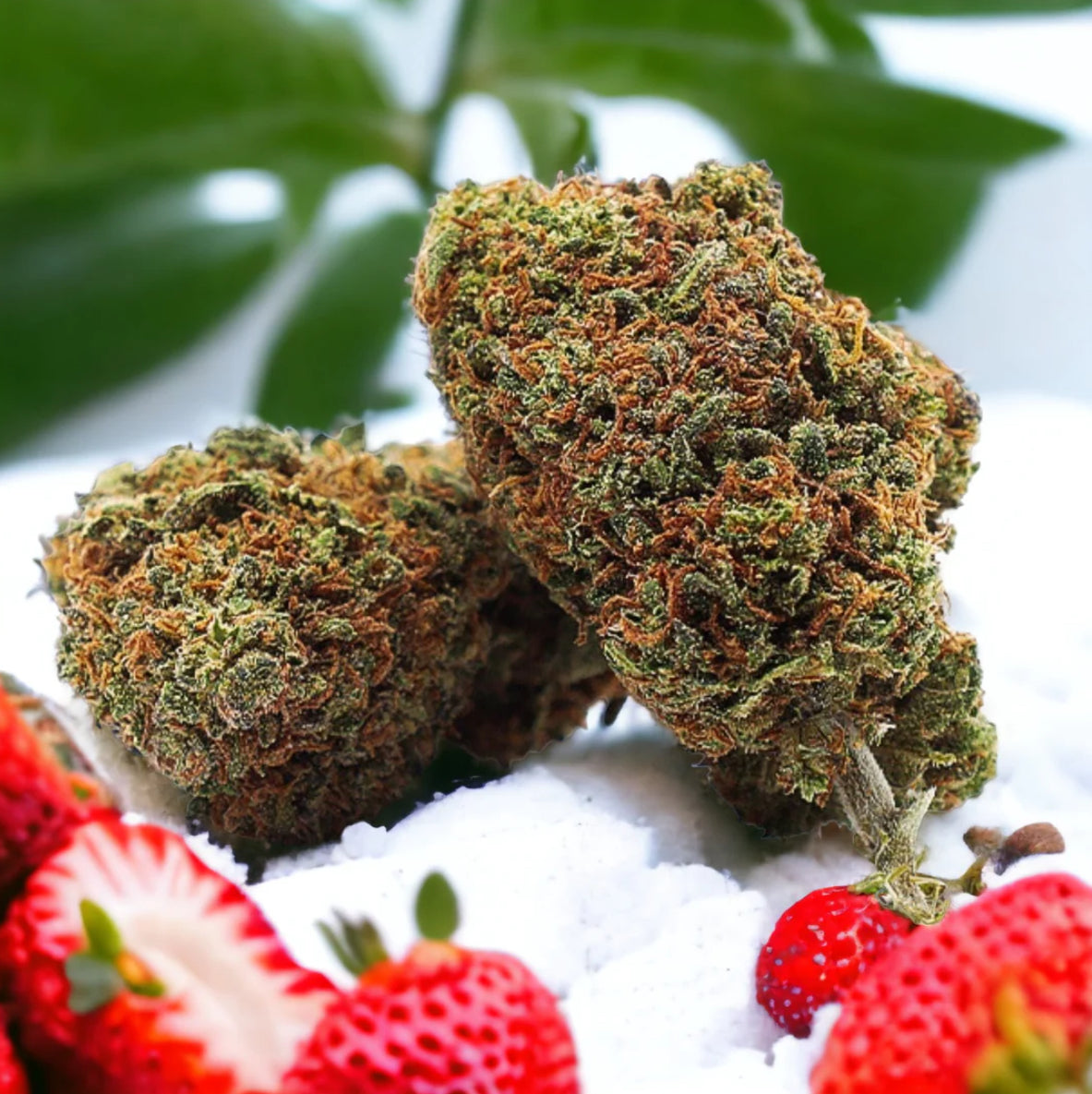 Strawberry CBD Blüten